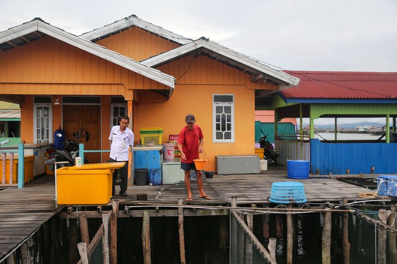 Budi daya ikan napoleon di Pulau Sedanau di Kecamatan Bunguran Barat, Kabupaten Natuna, Kepulauan Riau.