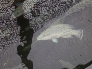 Ikan Napoleon Jadi Incaran Warga Hong Kong, Harganya Bisa Rp 1 Juta/Kg