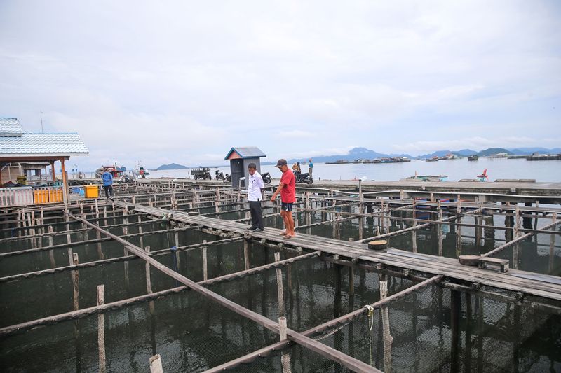 Budidaya ikan napoleon di Natuna.