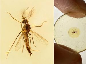 Dulu Nyamuk Jantan Juga Menghisap Darah, Mengapa Berhenti?