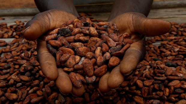 Ilustrasi buah coklat. (REUTERS/Luc Gnago/File Photo)