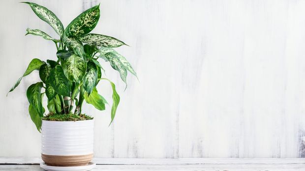 Ilustrasi tanaman Ilustrasi tanaman