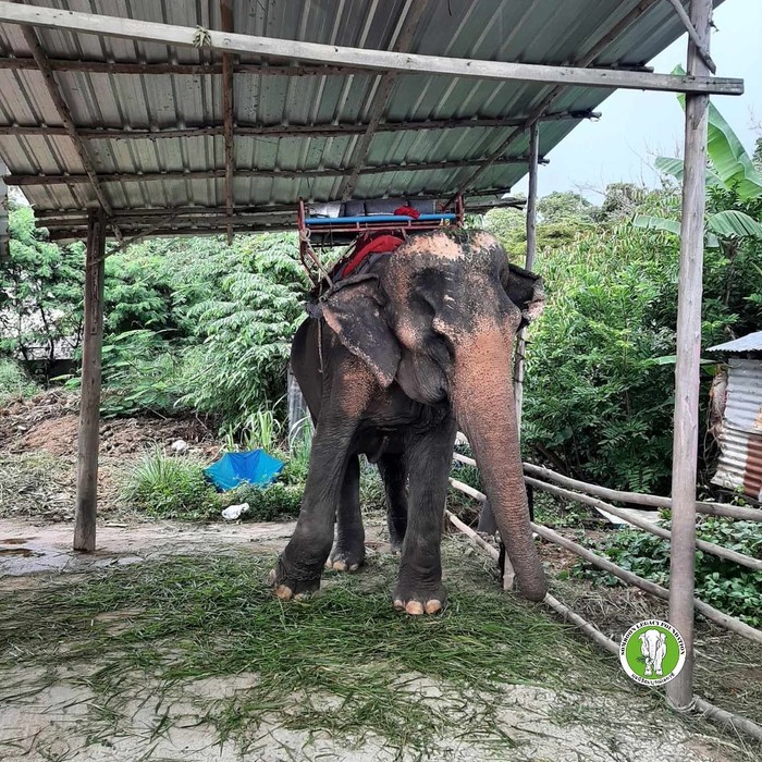 Kham Phaeng, gajah berusia 54 tahun yang kondisinya sangat menyedihkan di Thailand