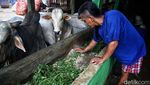 Melihat Limbah Ternak Sapi Jadi Biogas di Pancoran