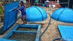 Melihat Limbah Ternak Sapi Jadi Biogas di Pancoran