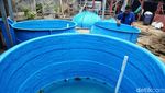 Melihat Limbah Ternak Sapi Jadi Biogas di Pancoran