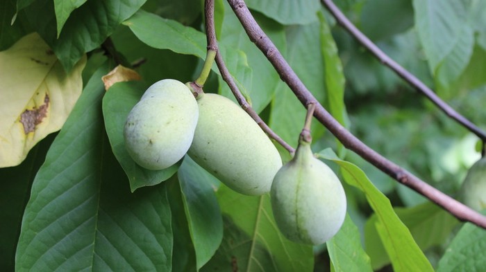 pawpaw