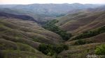 Pesona Bukit Warinding Sumba