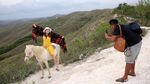 Pesona Bukit Warinding Sumba