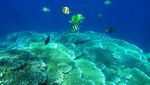Pesona Taman Laut Olele, Surga Tersembunyi di Gorontalo