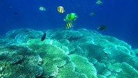Taman laut yang dijadikan kawasan wisata pada tahun 2005 tersebut memiliki terumbu karang yang sehat, berbagai jenis ikan dan biota laut yang dapat dinikmati dengan snorkeling hingga menyelam.  