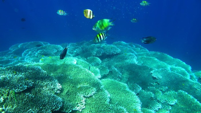Pesona Taman Laut Olele, Surga Tersembunyi di Gorontalo Warga berenang di atas terumbu karang di objek wisata Taman Laut Olele di Kabupaten Bone Bolango, Gorontalo, Kamis (7/12/2023). Taman laut yang dijadikan kawasan wisata pada tahun 2005 tersebut memiliki terumbu karang yang sehat, berbagai jenis ikan dan biota laut yang dapat dinikmati dengan snorkeling hingga menyelam. ANTARA FOTO/Adiwinata Solihin/aww.