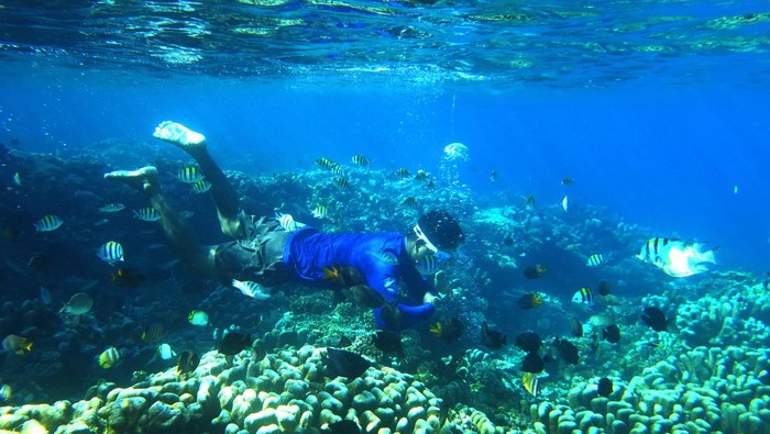 Warga berenang di atas terumbu karang di objek wisata Taman Laut Olele di Kabupaten Bone Bolango, Gorontalo, Kamis (7/12/2023). Taman laut yang dijadikan kawasan wisata pada tahun 2005 tersebut memiliki terumbu karang yang sehat, berbagai jenis ikan dan biota laut yang dapat dinikmati dengan snorkeling hingga menyelam. ANTARA FOTO/Adiwinata Solihin/aww.