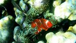 Pesona Taman Laut Olele, Surga Tersembunyi di Gorontalo