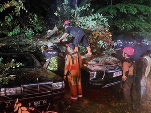 Hujan dan Angin Kencang di Bogor, Pohon Bungur Tumbang Timpa 3 Mobil