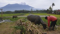 Seorang pria merawat kerbaunya saat Gunung Marapi memuntahkan material vulkanik ke udara di Agam, Sumatera Barat, Indonesia, Rabu (6/12/2023). (AP Photo/Ardhy Fenando) 