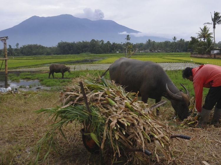 Potret Aktivitas Warga di Lereng Marapi Saat Erupsi