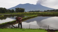 Diketahui batas aman yang ditetapkan oleh BNPB dari darurat erupsi Gunung Marapi adalah radius tiga kilometer. (AP Photo/Ardhy Fenando) 