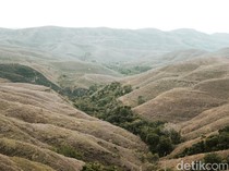 Bukit Warinding, Pesona Savana Sumba yang Berubah Sesuai Musim
