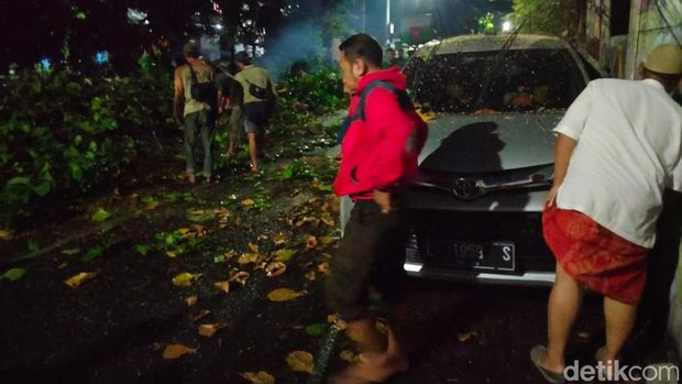 Sejumlah pohon tumbang di Surabaya