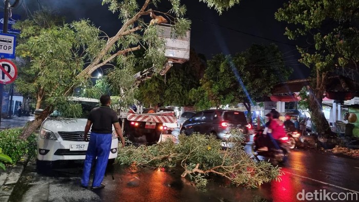 Sejumlah pohon tumbang di Surabaya