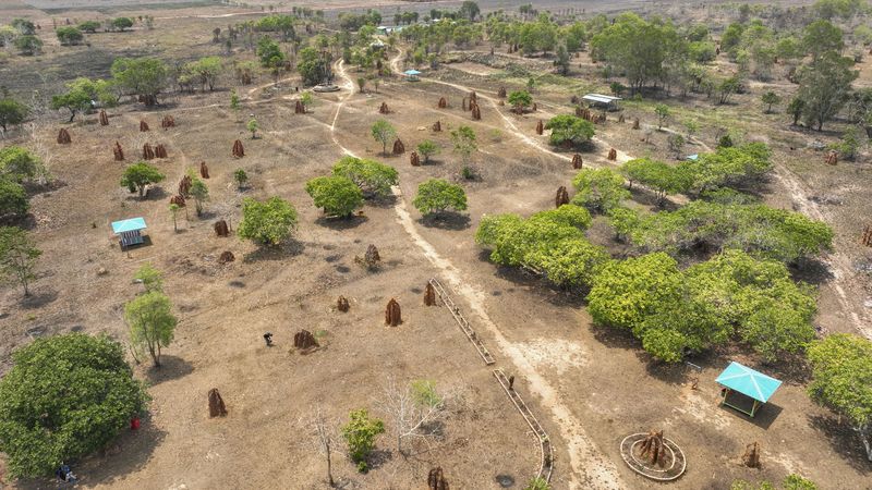 Bak Candi, Sarang Rayap di Merauke Bisa Capai 3 Meter!