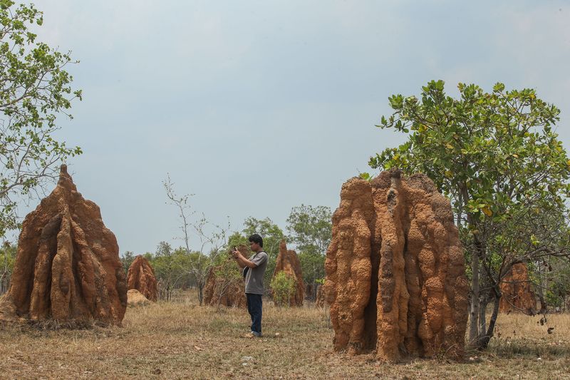 Taman Wisata 1.000 Musamus di Kampung Salor Indah, Distrik Kurik, Kabupaten Merauke, Provinsi Papua Selatan.