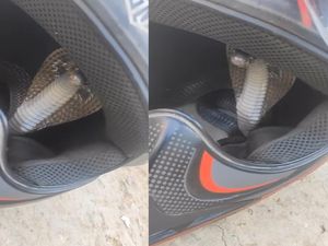 Viral Video Ular Kobra Ngumpet di Helm Bikin Takut