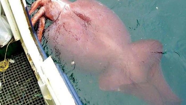 5 Seafood Ukuran Jumbo Ini Ada yang Beratnya Mencapai 453 Kg!