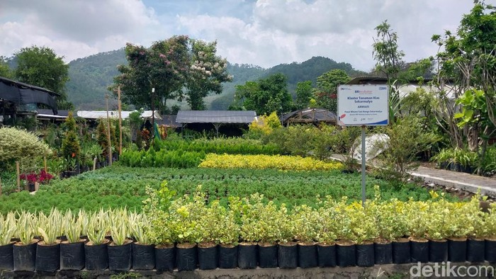 Budidaya bunga dan tanaman hias di Desa Sidomulyo, Kota Batu.