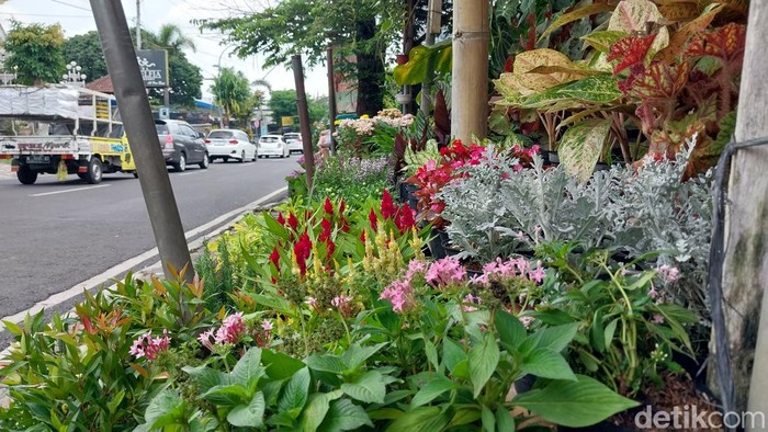 Budidaya bunga dan tanaman hias di Desa Sidomulyo, Kota Batu.