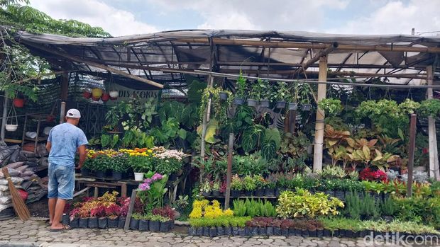 Budidaya bunga dan tanaman hias di Desa Sidomulyo, Kota Batu.