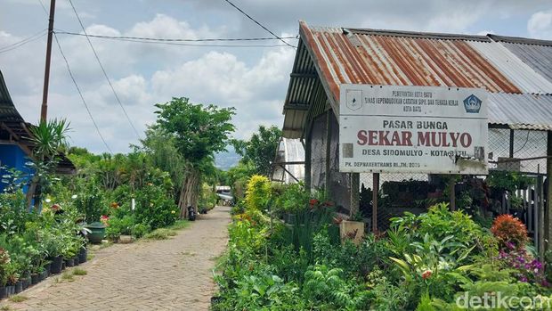 Budidaya bunga dan tanaman hias di Desa Sidomulyo, Kota Batu.