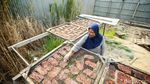 Gurih Dendeng Rusa Jadi Buah Tangan dari Merauke