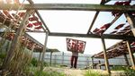 Gurih Dendeng Rusa Jadi Buah Tangan dari Merauke