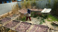 Setelah dijemur, dendeng pun diangkat untuk dikemas.