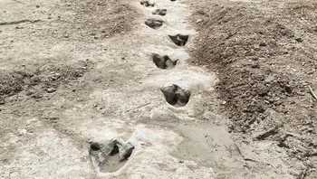 Jejak Kaki Dinosaurus ditemukan saat kekeringan, Jejak tersebut secara historis tertutup air dan sedimen. Diperkirakan berusia lebih dari 113 Juta tahun. Foto: Demilked