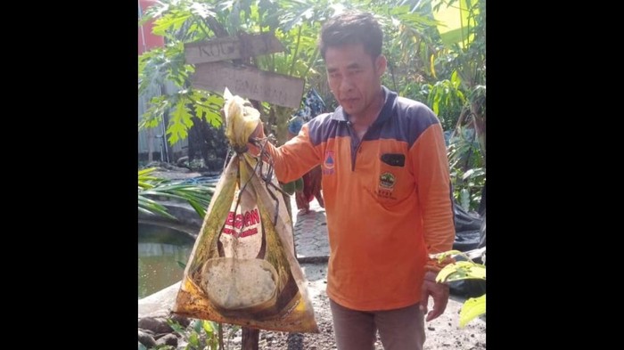 Petugas BPBD Demak mengevakuasi ular dalam kandang dekat TK Desa Kalisari, Sayung, Demak.