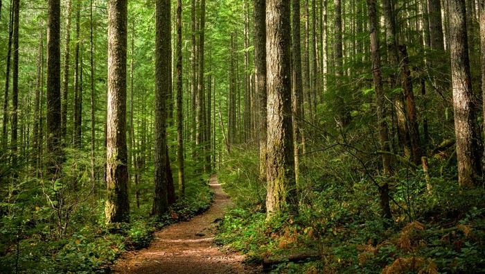 ilustrasi hutan pinus tempat wisata alam