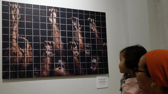Pameran Kisah Rimba di Bali Pengunjung mengamati karya foto jurnalistik saat Pameran Kisah Rimba di Gedung Dharma Negara Alaya, Denpasar, Bali, Jumat (8/12/2023). Kegiatan yang digelar oleh Pulitzer Center berkolaborasi dengan Galeri Foto Jurnalistik Antara (GFJA) dan sejumlah seniman tersebut menampilkan 48 karya seni berupa lukisan, karikatur, mural, dan foto jurnalistik dengan mengangkat berbagai isu mengenai hutan yang berlangsung pada 8-14 Desember 2023. ANTARA FOTO/Nyoman Hendra Wibowo/foc.