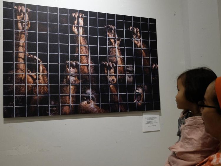 Yuk! Lihat Pameran Kisah Rimba di Bali