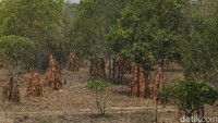 Diketahui lokasi ini diresmikan tahun 2019 dengan luas keseluruhan khususnya taman wisata 1000 musamus ini mencapai 29 hektare merupakan tanah dari mayarakat lahan yang tidak produktif.   
