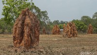 Bumi Papua Selatan memiliki keunikan tersendiri, salah satunya tanah keras menjulang tinggi yang diyakini menjadi sarang rayap atau musamus.  