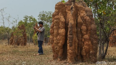 Sarang Rayap di Merauke Jadi Tempat Wisata, Tingginya 3 Meter