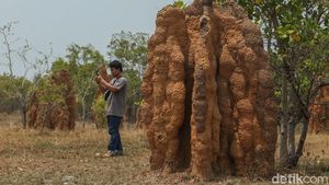 Sarang Rayap di Merauke Jadi Tempat Wisata, Tingginya 3 Meter