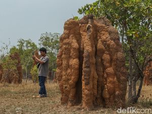 Sarang Rayap di Merauke Jadi Tempat Wisata, Tingginya 3 Meter
