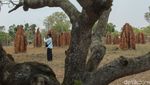 Sarang Rayap di Merauke Jadi Tempat Wisata, Tingginya 3 Meter