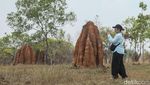 Sarang Rayap di Merauke Jadi Tempat Wisata, Tingginya 3 Meter