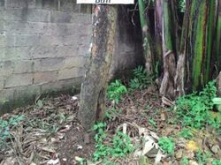 Spanduk Jangan Buang Sampah Sembarangan yang Nggak Biasa, Pake Disumpahin