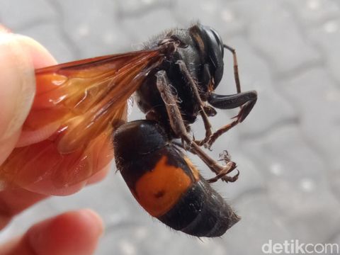 Tawon Vespa affinis yang tewaskan seorang kakek di Klaten.